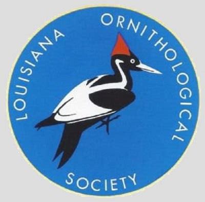 sulid fish|Louisiana Ornithological Society.
